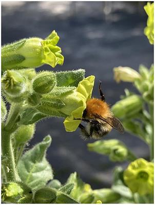 Editorial: Sensory ecology of plant-pollinator interactions